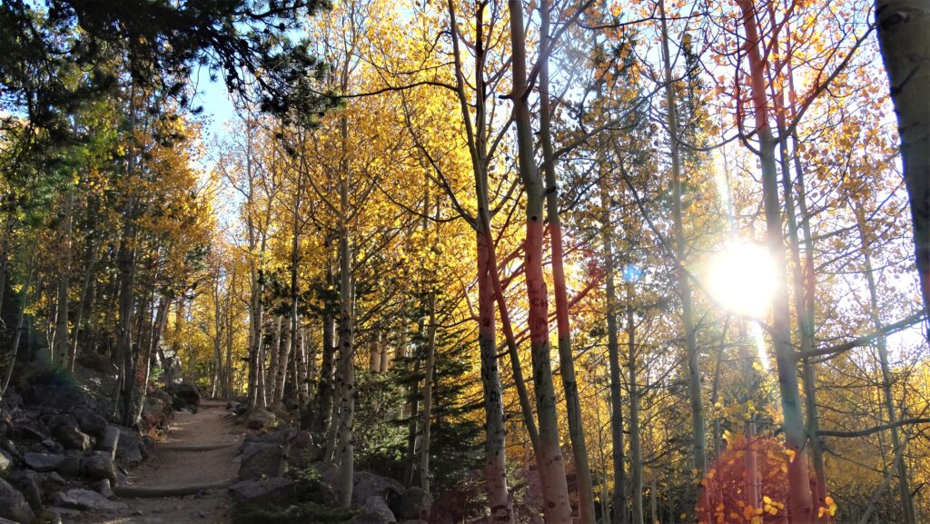 forest path with sun forest path with sun