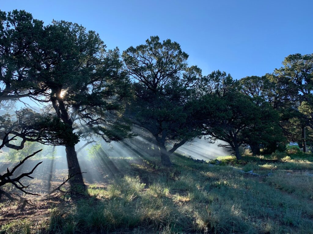 sun streaming thru branches