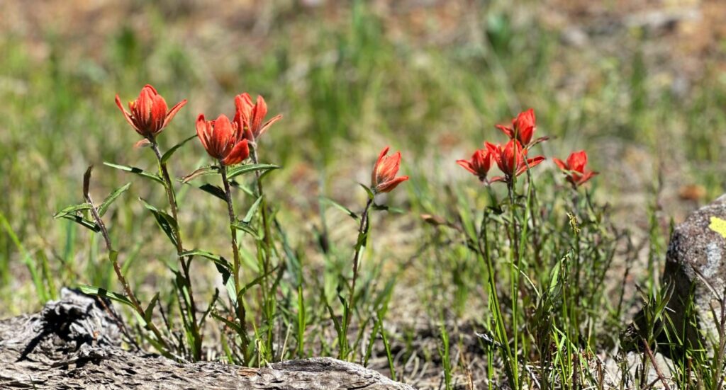 flowers behind log